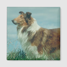 Collie Magnet