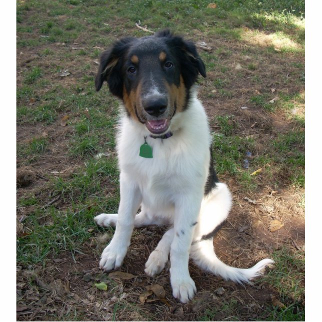 Collie (mix) Puppy photo sculpture (Front)