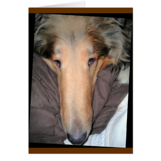 Collie "Nose" Love Card (Front)