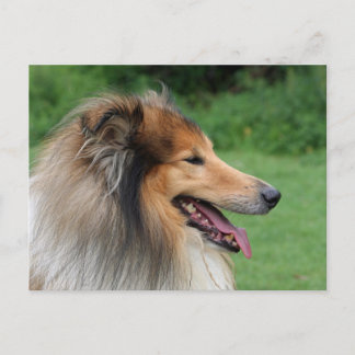 Collie Postcard