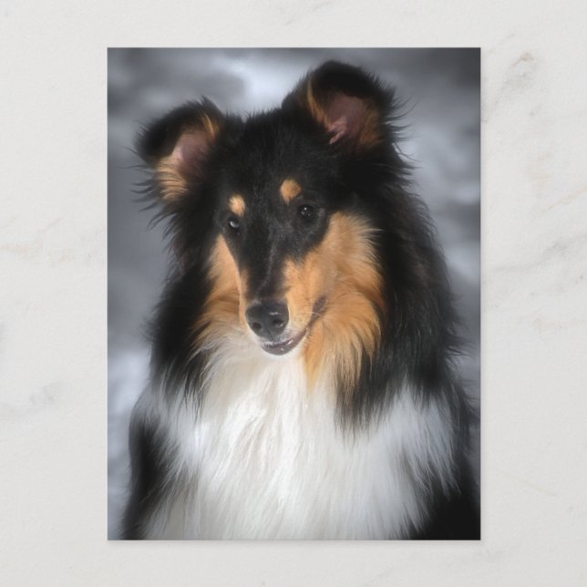 Collie Postcard (Front)