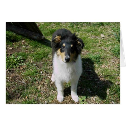 Collie Pup Cards (Front Horizontal)