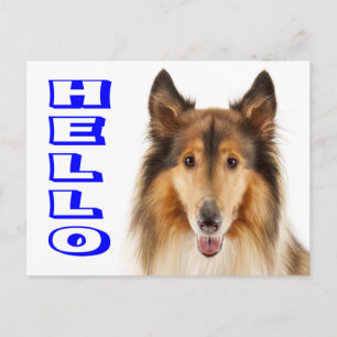 Collie Puppy Dog Post Card