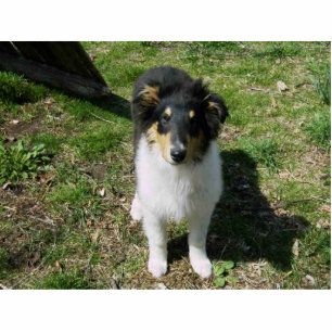 COLLIE PUPPY STATUETTE