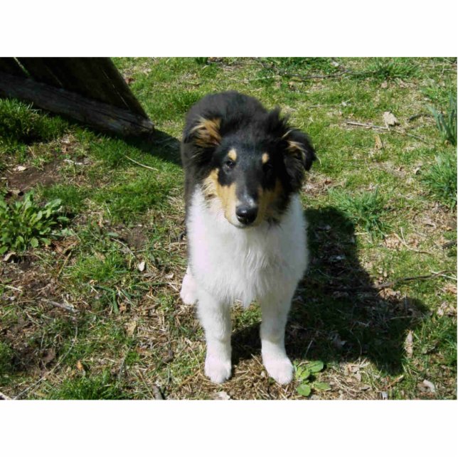 COLLIE PUPPY STATUETTE (Front)