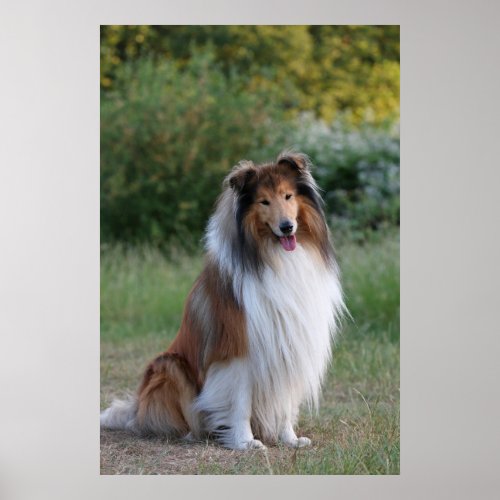 Collie rough dog beautiful photo poster print