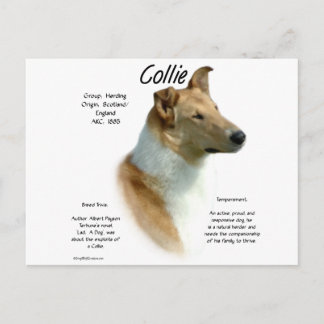 Collie (sable smooth) History Design Postcard