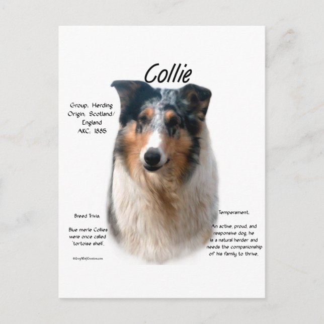 Collie (smooth merle) History Design Postcard (Front)