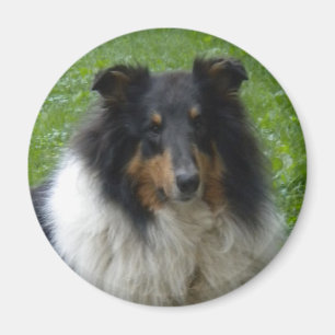 Collie -Tri -Magnet Magnet