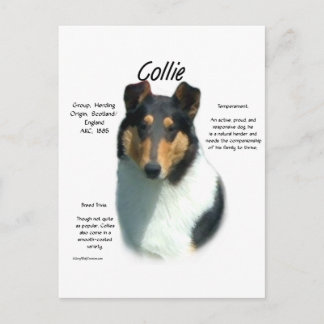 Collie (tri smooth) History Design Postcard