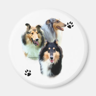 Collie Trio - Magnet