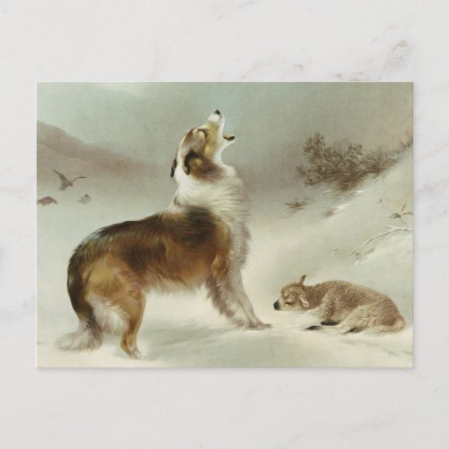 Collie und Schaf Postcard (Front)