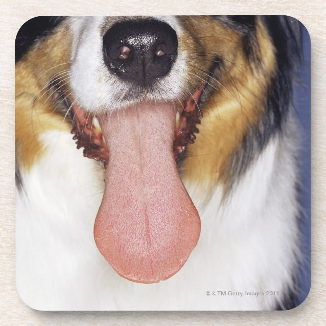 Collie wagging tongue drink coaster (Front)
