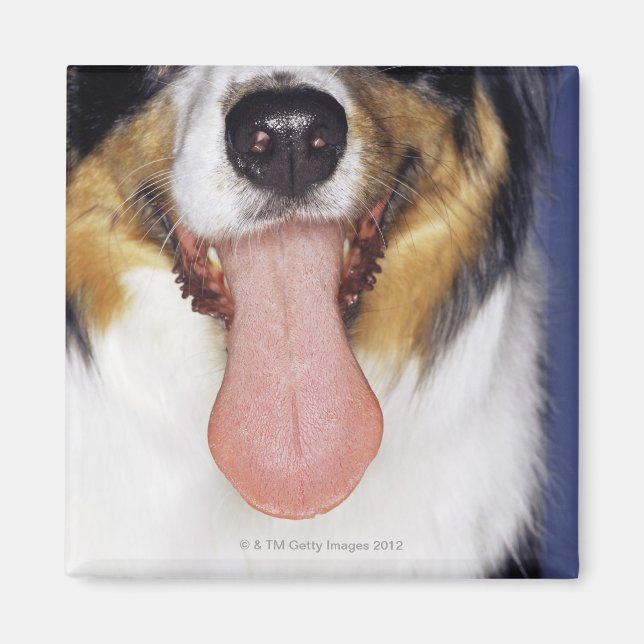 Collie wagging tongue magnet (Front)