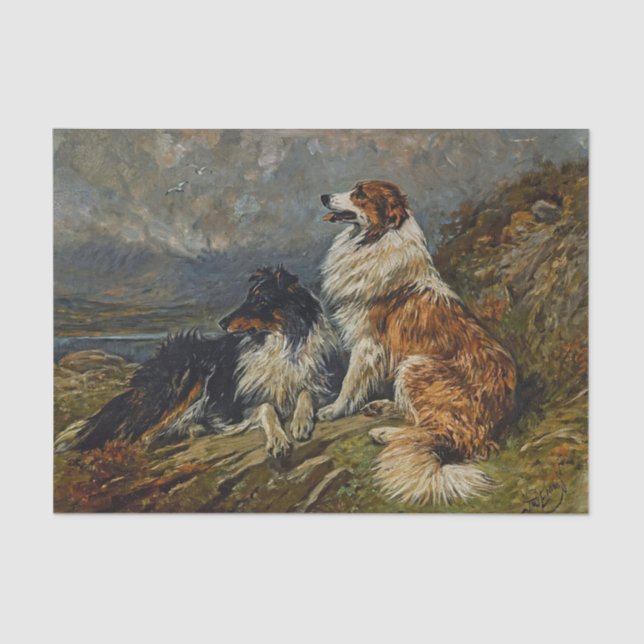 Collies on the Moor by John Emms Tissue Paper (Front)