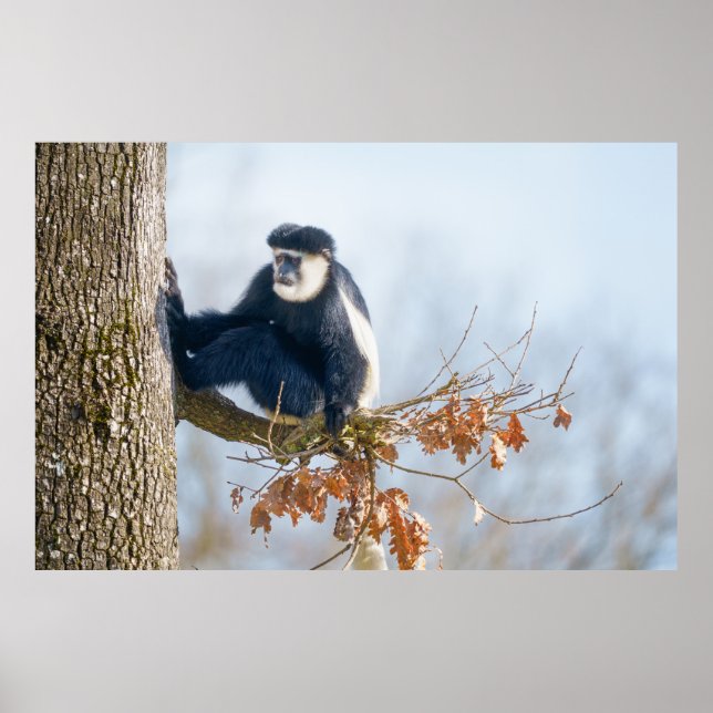 Colobus Monkey in the Canopy Poster (Front)