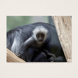 Colobus polykomos