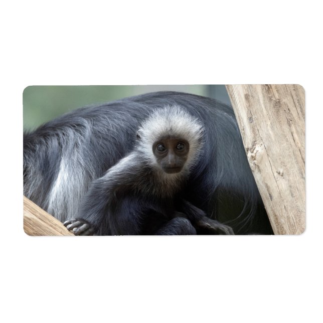 Colobus polykomos label (Front)