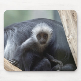 Colobus polykomos mouse pad