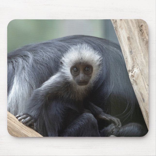 Colobus polykomos mouse pad (Front)