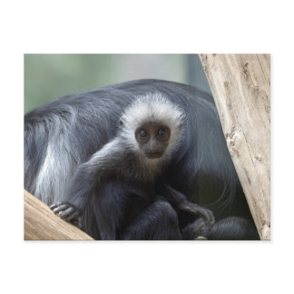 Colobus polykomos postcard
