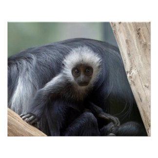 Colobus polykomos poster