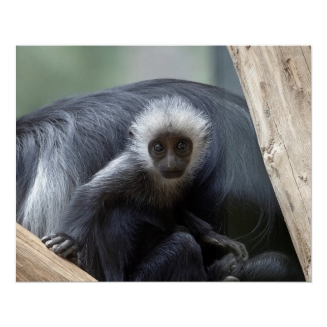 Colobus polykomos poster (Front)
