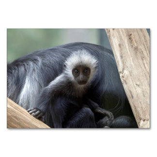 Colobus polykomos table number