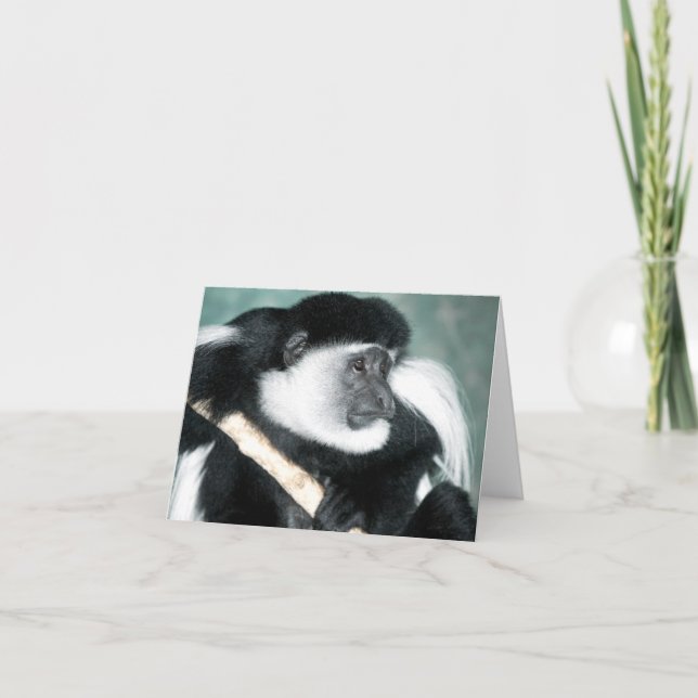 Colobus Ricci Card (Front)