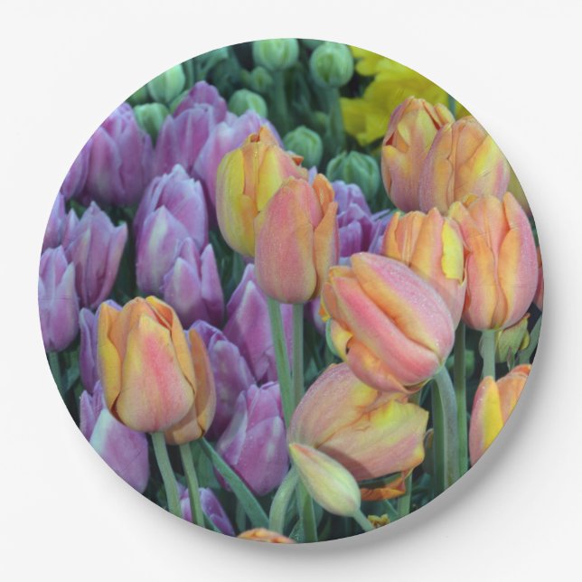 Coloful bunches of tulips paper plates (Front)