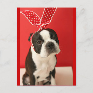 Cologalita Usamimi Postcards