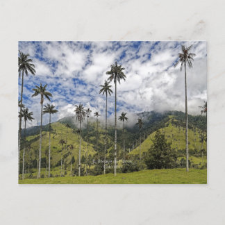 Colombia - El Bosque de Palmas, Postcard