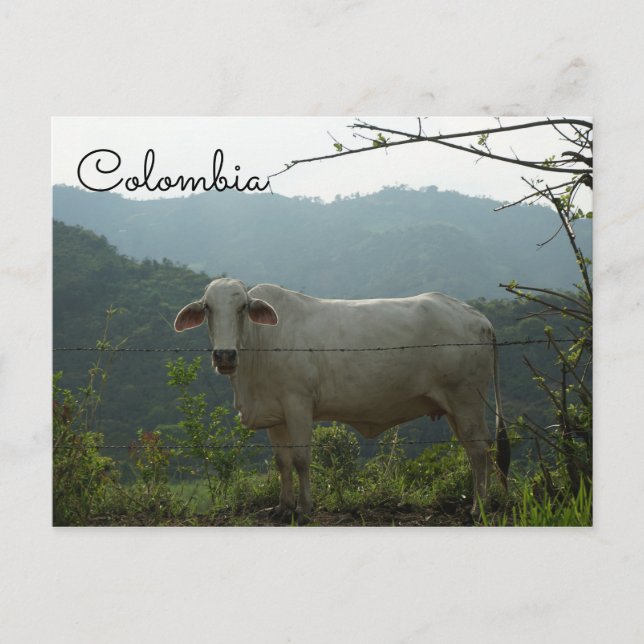 Colombia funny cow postcard (Front)