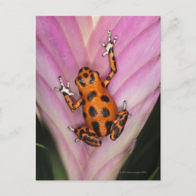 Colon Isle Dart Frog, Oophaga pumilio Postcard (Front)