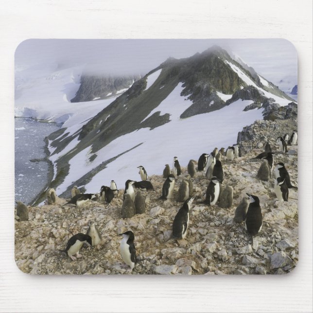 Colony of Chinstrap penguins Mouse Pad (Front)