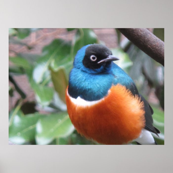 Color Bird Print