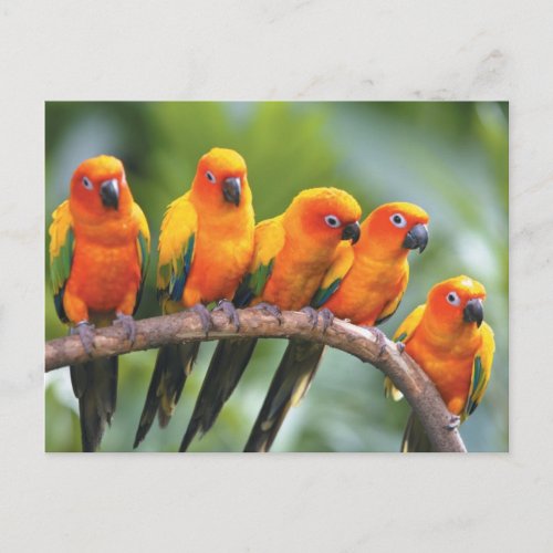 Color birds postcard