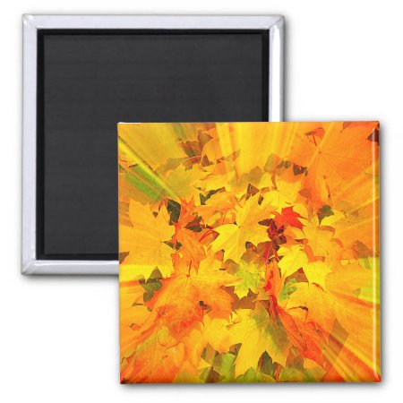 Color Burst Of Fall Leaves Autumn Colors Magnet