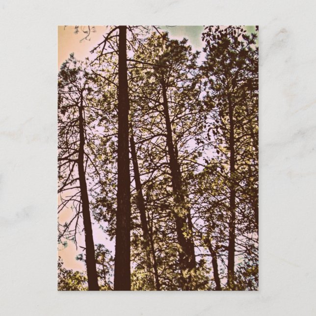 color by the trees postcard (Front)
