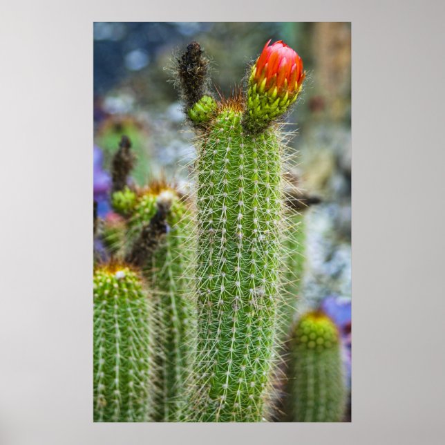 Color Cacti Poster (Front)