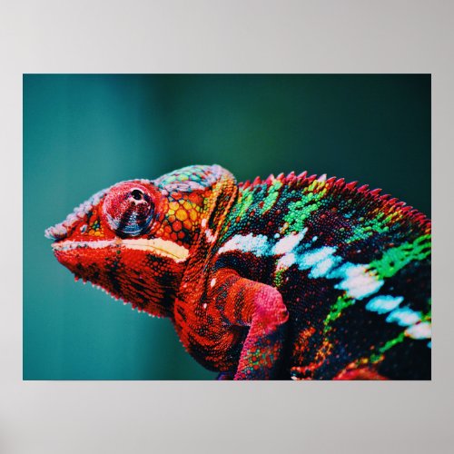 Color Changing Rainbow Chameleon Reptile Poster