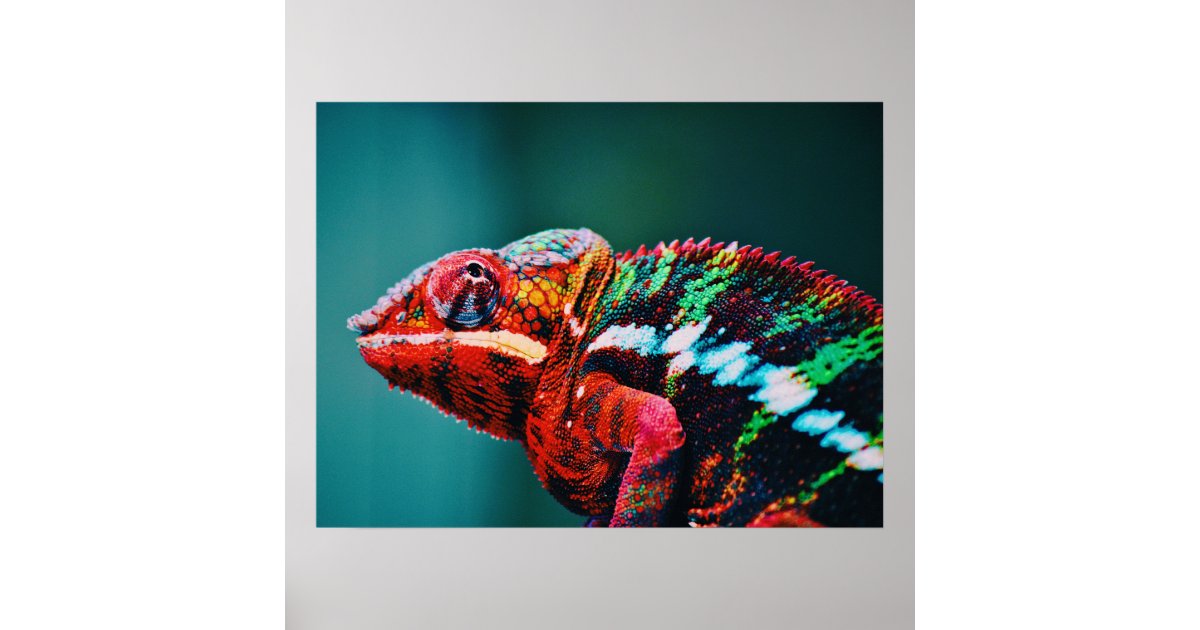 colorful chameleon lizard