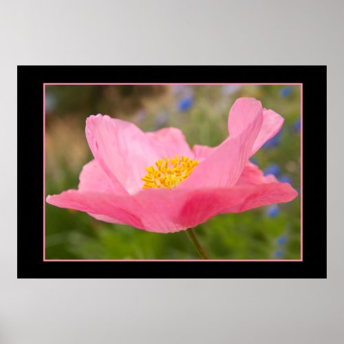 Color Framed Pink Poppy Photograph Close_up Poster