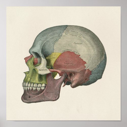 Color Human Skull Anatomical Art Print