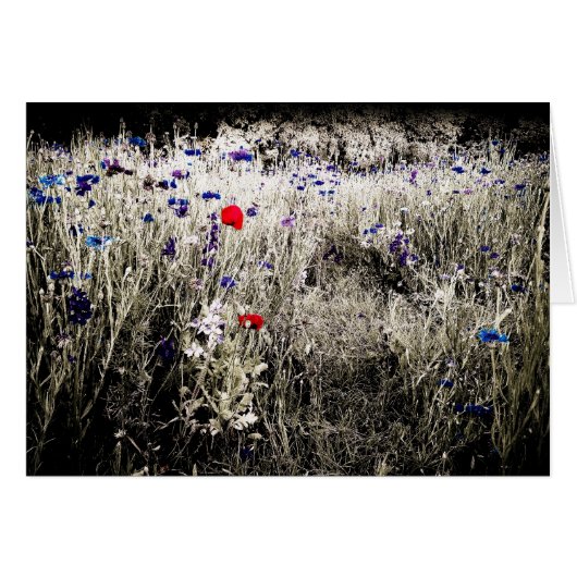 Color Isolated Flowers Card (Front Horizontal)