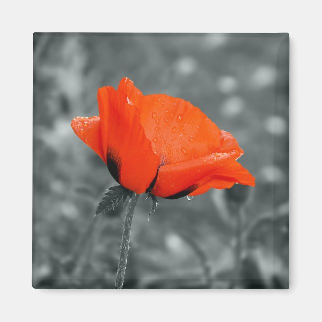 Color key Poppy Magnet (Front)