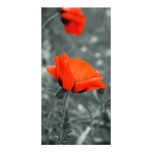 Color key Poppy Photo Card