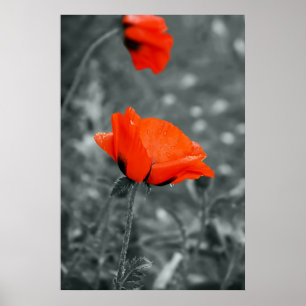 Color key Poppy Poster