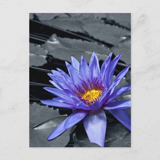 Color key Tropical Waterlily Postcard (Front)