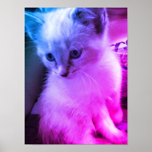 Color Kitten Poster